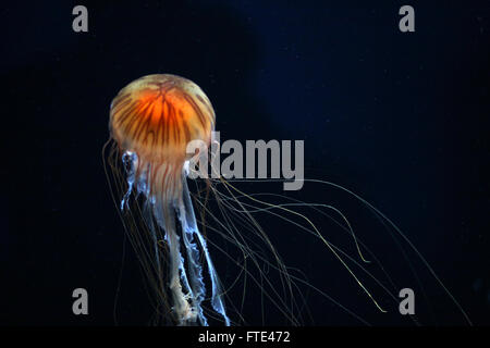 The stinging cells and venom of the compass jellyfish can produce long lasting weals in humans