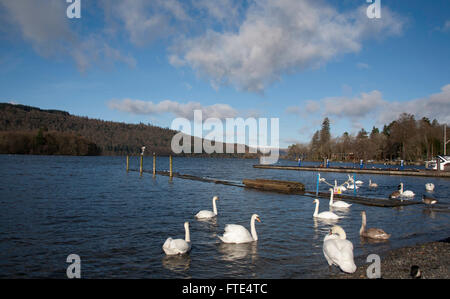 Mute Swans geese and ducks mingling with tourists and visitors by the waterfront at Bowness Windermere Lake District Cumbria England Stock Photo