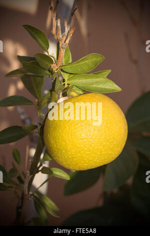 Small orange growing on tree. Stock Photo