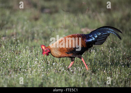 The Sri Lankan junglefowl (Gallus lafayettii), also known as the Ceylon junglefowl is the national bird of Sri Lanka Stock Photo