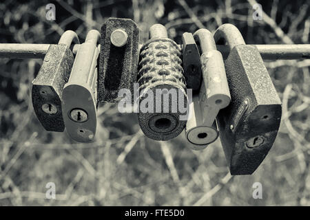 Line of old rusting metal padlocks locked and secured. Defocused tree background area with copy space for love as eternity, and Stock Photo