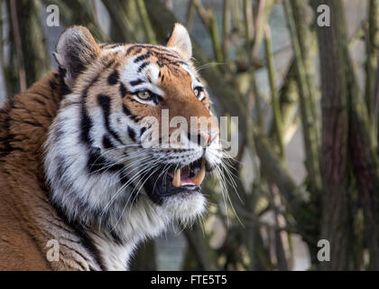 Male Amur (Siberian) tiger Stock Photo