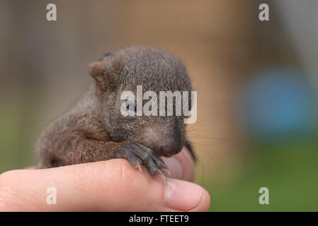 small squirrel in human hand closeup Stock Photo
