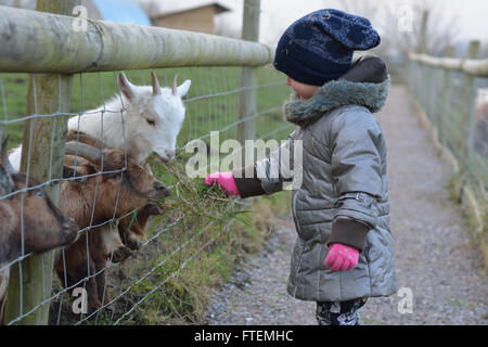 Young child feeding grass to pygmy African goats. An infant girl offers food to a pair of tiny goats, on a farm in Somerset, UK Stock Photo