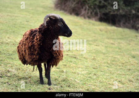 Soay sheep in field. A brown rare breed sheep on a farm in Somerset, UK Stock Photo