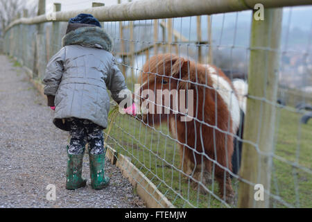 Young child feeding grass to a brown and white miniature Shetland pony. An infant girl offers food to a tiny horse, on a farm Stock Photo