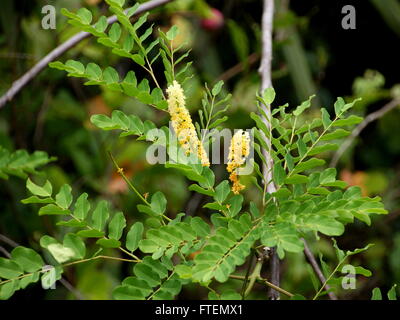 Red Bead Tree, Coralwood Peacock Flower, Fence Red Sandalwood Tree (Adenanthera pavonina, Pterocarpus santalinus) flowers. Stock Photo