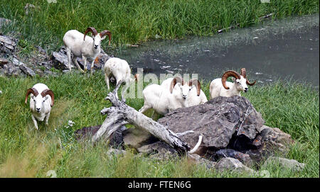 Dall Sheep Rams in Alaska Stock Photo