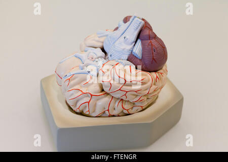 Human brain model - USA Stock Photo