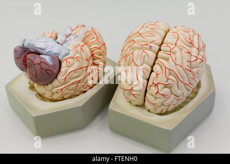 Human brain model - USA Stock Photo