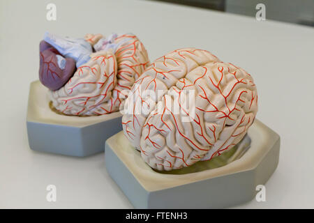 Human brain model - USA Stock Photo