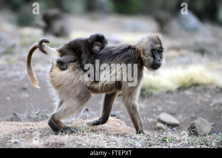 A female Gelada baboon (Theropithecus gelada) carrying her baby on her back. photo taken  in the Simien mountains in Ethiopia. Stock Photo