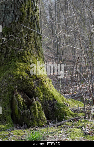 Spring awakening in the Nature Stock Photo