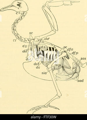 Chordate anatomy (1939) Stock Photo