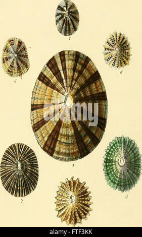 This 1841 work provides a systematic classification of conchology ...