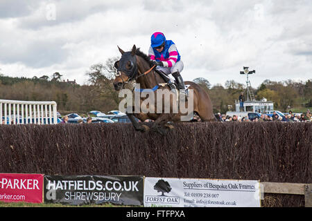 Eyton-on-Severn in Shropshire, UK. 28th March, 2016. 'Gauvin', running in the Ladies Open Race at the Easter Bank Holiday Point to Point races. Stock Photo