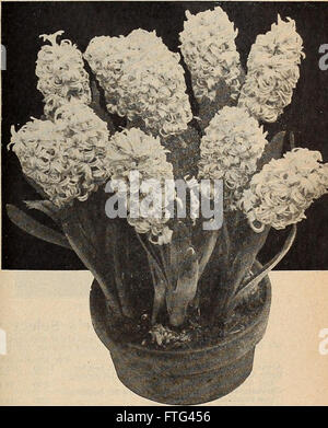 Dreer's wholesale price list - decorative and other plants for florists, bulbs for forcing, seasonable flower seeds, florists' requisites, etc (1918) Stock Photo