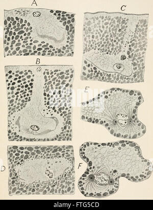 Evolution and animal life; an elementary discussion of facts, processes, laws and theories relating to the life and evolution of animals (1907) Stock Photo