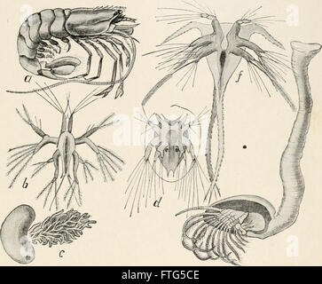 Evolution and animal life; an elementary discussion of facts, processes, laws and theories relating to the life and evolution of animals (1907) Stock Photo