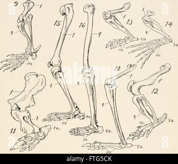 Evolution and animal life; an elementary discussion of facts, processes, laws and theories relating to the life and evolution of animals (1907) Stock Photo