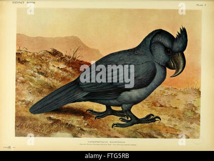 Extinct birds (Plate 7) Stock Photo