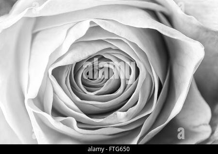 Beautiful black and white rose, fresh flower with water drops, can