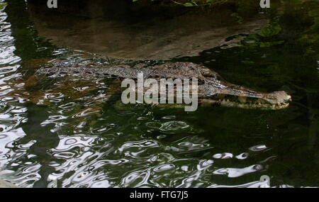 Southeast Asian False Gharial or Malayan Gharial (Tomistoma schlegelii) swimming in a stream, closeup of the head Stock Photo