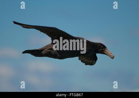 southern giant petrel flying over the Beagle Channel in Ushuaia, Tierra del Fuego Stock Photo