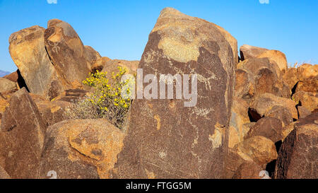 Native American Hohokam petroglyphs on a rock at Signal Hill in Saguaro National Park Stock Photo