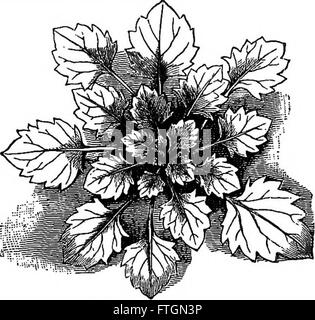 Outlines of plant life - with special reference to form and function (1900) Stock Photo