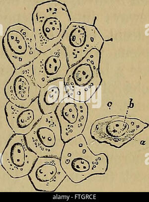 Quain's elements of anatomy (1882) Stock Photo