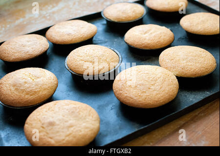 Close Up Still Life of Dozen Fresh Baked Plain Muffins Cooling in Individual Tins on Baking Pan on Wooden Table Stock Photo