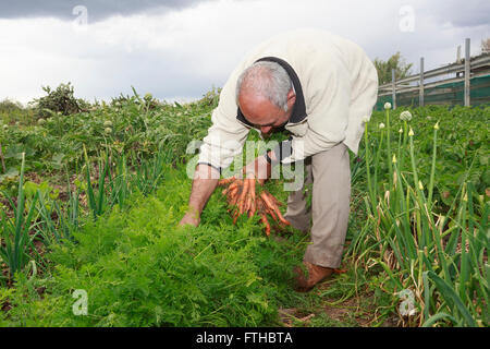Farmer collecting carrots in the vegetable garden  Pic by Pako Mera Stock Photo