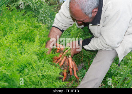 Farmer collecting carrots in the vegetable garden  Pic by Pako Mera Stock Photo