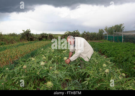 Farmer collecting artichoke in the vegetable garden Pic by Pako Mera Stock Photo