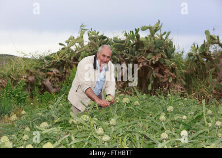 Farmer collecting artichoke in the vegetable garden  Pic by Pako Mera Stock Photo