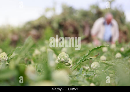 Farmer collecting artichoke in the vegetable garden  Pic by Pako Mera Stock Photo