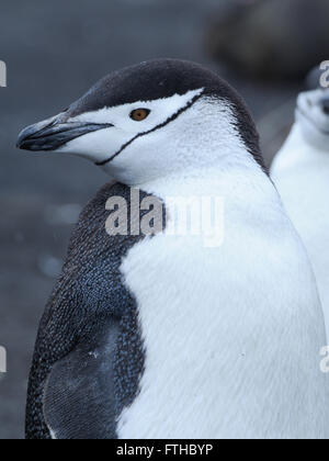 A Chinstrap Penguin (Pygoscelis antarctica). Saunders Island, South Sandwich Islands. South Atlantic Ocean. Stock Photo
