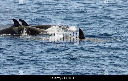 Killer whales or orcas (Orcinus orca). These are type B  Orcas. Hope Bay,  Trinity Peninsula,  Antarctic Peninsula, Antarctica. Stock Photo