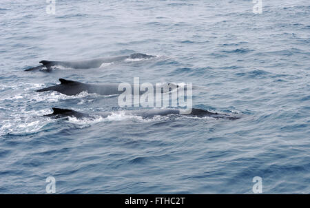 Three humback whales (Megaptera novaeangliae) swim together. South Sandwich Islands, Southern Ocean. 26Feb16 Stock Photo