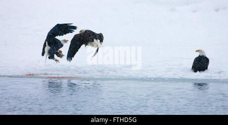 Bald Eagles fighting on snow by the river, Alaska, USA Stock Photo
