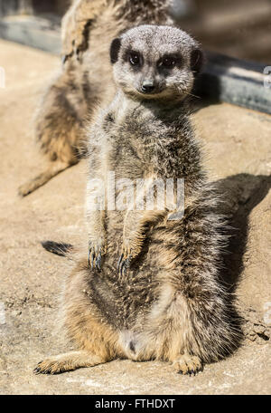 Meerkat sitting in the sun Stock Photo