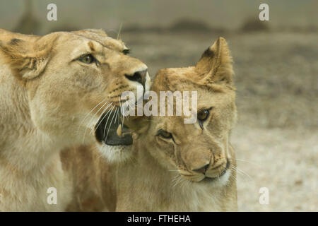 Lioness biting the ear of a young lion Stock Photo