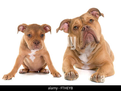 puppy and adult old english bulldog in front of white background Stock Photo