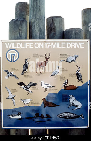 An illustrated sign describes the wildlife that visitors may see while taking the famed 17-Mile Drive on the Monterey Peninsula in California, USA. On the scenic toll road (for nonresidents) that passes along the Pacific Coast through Pebble Beach and Pacific Grove you might spot Black-Tailed Deer, Beechy Ground Squirrels and marine mammals such as Sea Lions, Harbor Seals, Sea Otters and Gray Whales, as well as birds like Brown Pelicans, Willits, Gulls, Sanderlings, Common Murres, Cormorants and Sooty Shearwaters. Stock Photo