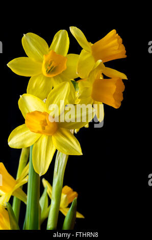 daffodils against black background Stock Photo