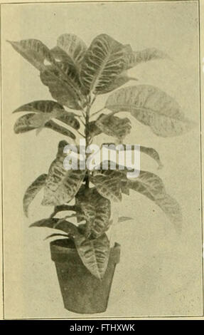 The American florist - a weekly journal for the trade (1909) Stock Photo