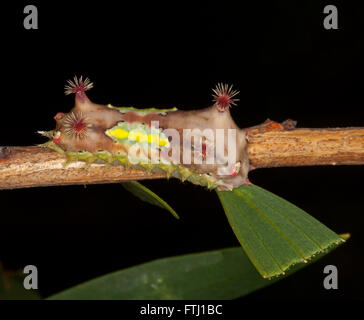 Colourful unusual caterpillar of cup moth, Doratifera vulnerans with red spines on red, green, yellow body on leaf on dark background in Aust garden Stock Photo