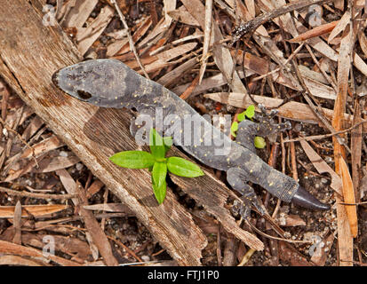 Beautiful young Australian gecko with grey patterned body & new tail regrowing after damage - among fallen leaves in garden Stock Photo