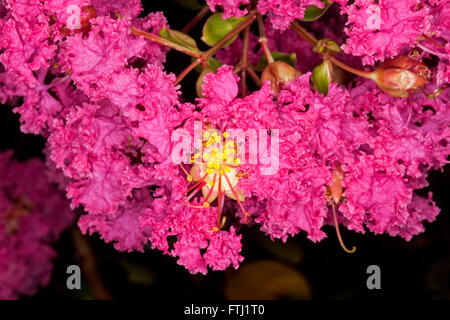 Large cluster of deep pink / red flowers of Lagerstroemia indica, crepe myrtle, pride of India, deciduous shrub on dark background Stock Photo